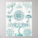 Suche nach life science poster Ernst haeckel