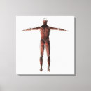 Suche nach muskulös leinwandbilder Physiologie
