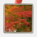 Suche nach herbstlaub ornamente Wald