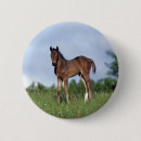 Suche nach fohlen buttons Thoroughbred
