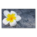 Suche nach frangipani visitenkarten Plumeria