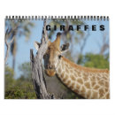 Suche nach giraffen kalender Wild lebende tiere
