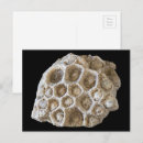 Suche nach versteinerte postkarten Geologie