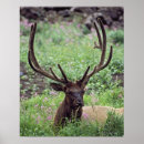 Suche nach tierjagd poster Tiere