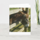 Suche nach esel karten Tiere