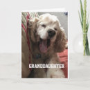 Suche nach cocker spaniel geburtstag karten Niedlich
