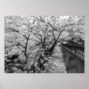 Suche nach kirschblüte poster Fotografie