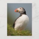Suche nach puffins postkarten Niedlich
