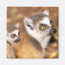 Suche nach madagaskar magnete Tier