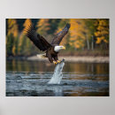 Suche nach adler poster Natur