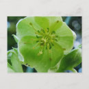 Suche nach blaß postkarten Blume