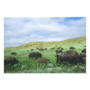 Suche nach theodore poster Bison