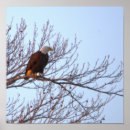 Suche nach weißkopfseeadler poster Tiere