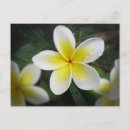 Suche nach frangipani poster Blühen