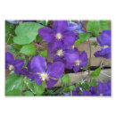 Suche nach rebe poster Blau