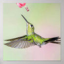 Suche nach grüner kolibri poster Blume