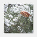 Suche nach kiefernkegel Schnee