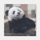 Suche nach lustiger panda magnete Tragen