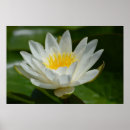 Suche nach lotos poster Buddhismus