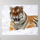 Suche nach katze im schnee poster Feline