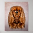 Suche nach cavalier king charles spaniel poster Hund