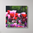 Suche nach bunte tulpen leinwandbilder Blumen
