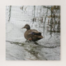 Suche nach enten puzzle Wasser