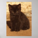 Suche nach schwarzes kätzchen poster Katze