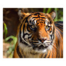 Suche nach großes gesicht poster Tiger