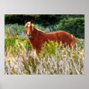 Suche nach bilder der pferde poster Natur