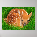 Suche nach baby deer poster Tierwelt