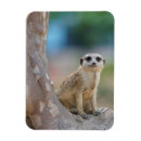 Suche nach meerkats magnete Mekka