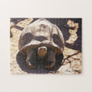 Suche nach schildkröte puzzle Foto