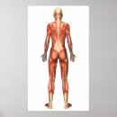 Suche nach muskulatur poster Muskeln