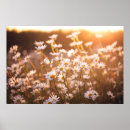 Suche nach gänseblümchen poster Wiese