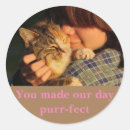 Suche nach katzen foto aufkleber Für haustiere