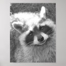 Suche nach raccoons poster Racons