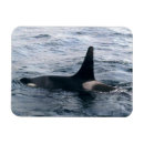 Suche nach orca magnete Ozean