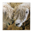 Suche nach lustige schafe fliesen Niedlich