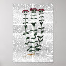 Suche nach gartennelken poster Italienisch