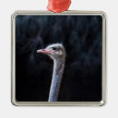 Suche nach portrait ornamente Vögel