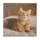 Suche nach bilder fliesen Katzen