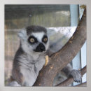 Suche nach lemur kunst poster Wild