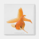 Suche nach goldfisch magnete Schwimmen