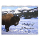 Suche nach des wilden tieres kalender Yellowstone