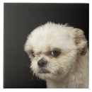 Suche nach brauner hund fliesen Haustiere