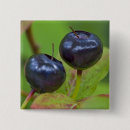 Suche nach reifen buttons Pflanze