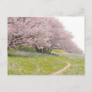 Suche nach blühender kirschbaum poster Fotografie