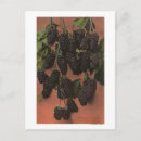 Suche nach chromo postkarten Kalifornien