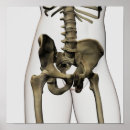 Suche nach wirbelsäule kunst poster Menschliche körperteile